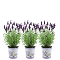 Productafbeelding van Pureplant