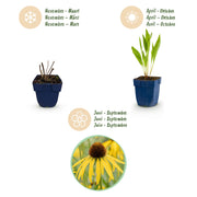 Echinacea paradoxa - Zonnehoed - Geel - 6 Planten