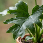 Philodendron Lickety Split, groene bladeren