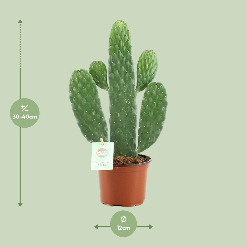 Detailfoto van Opuntia Rubescens Consolea