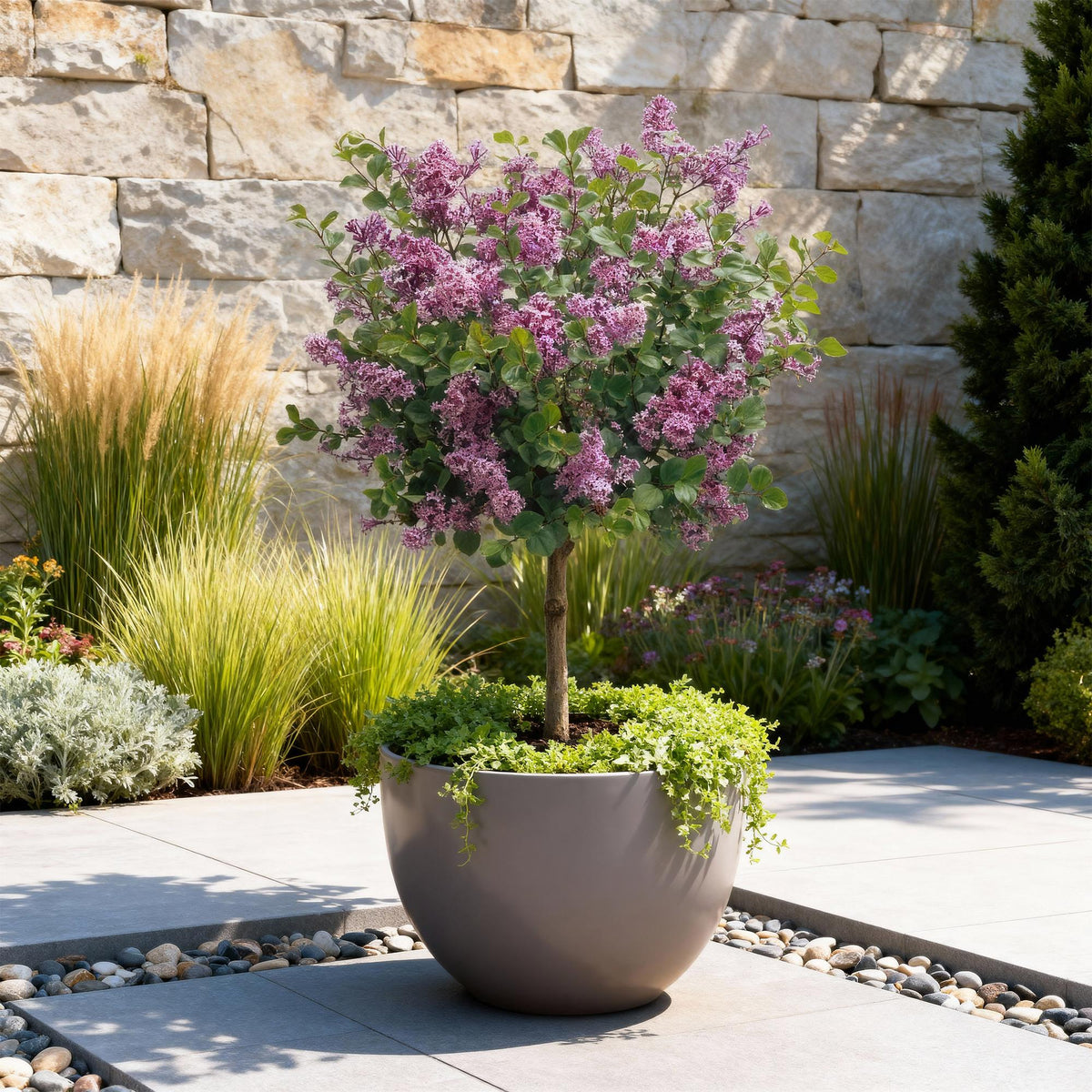 Syringa meyeri Palibin, plant in pot