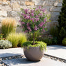Syringa meyeri Palibin