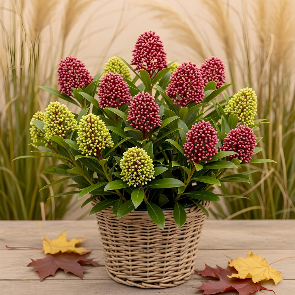 Terrasplant - Skimmia japonica Festival - Bloem Wit & Rood, plant in pot