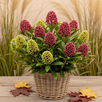 Terrasplant - Skimmia japonica Festival - Bloem Wit & Rood, plant in pot