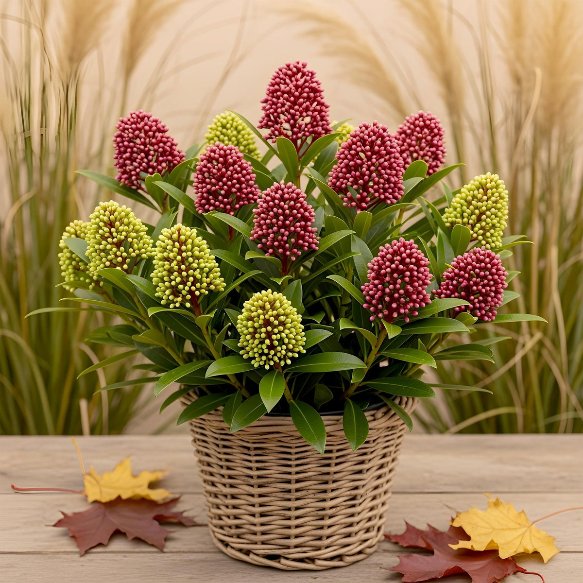 Terrasplant - Skimmia japonica Festival - Bloem Wit & Rood, plant in pot