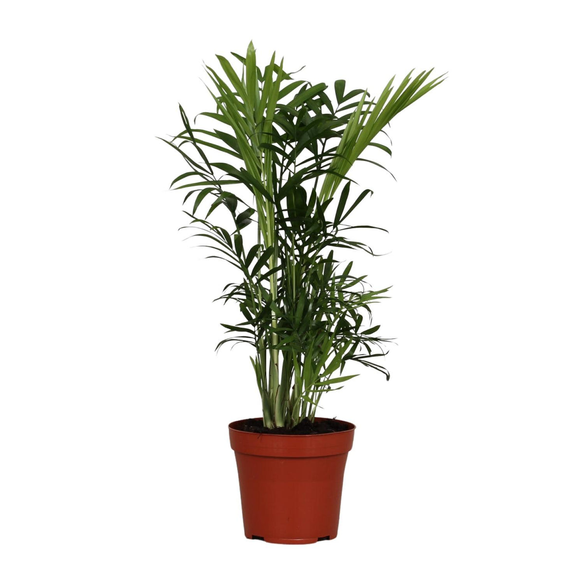 Productfoto van Chamaedorea Elegans