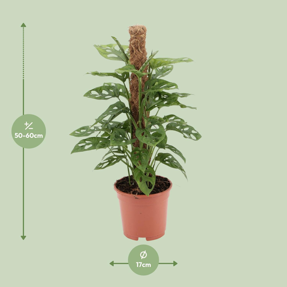 Detailfoto van Monstera monkey