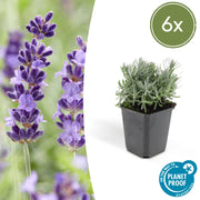 Lavandula &