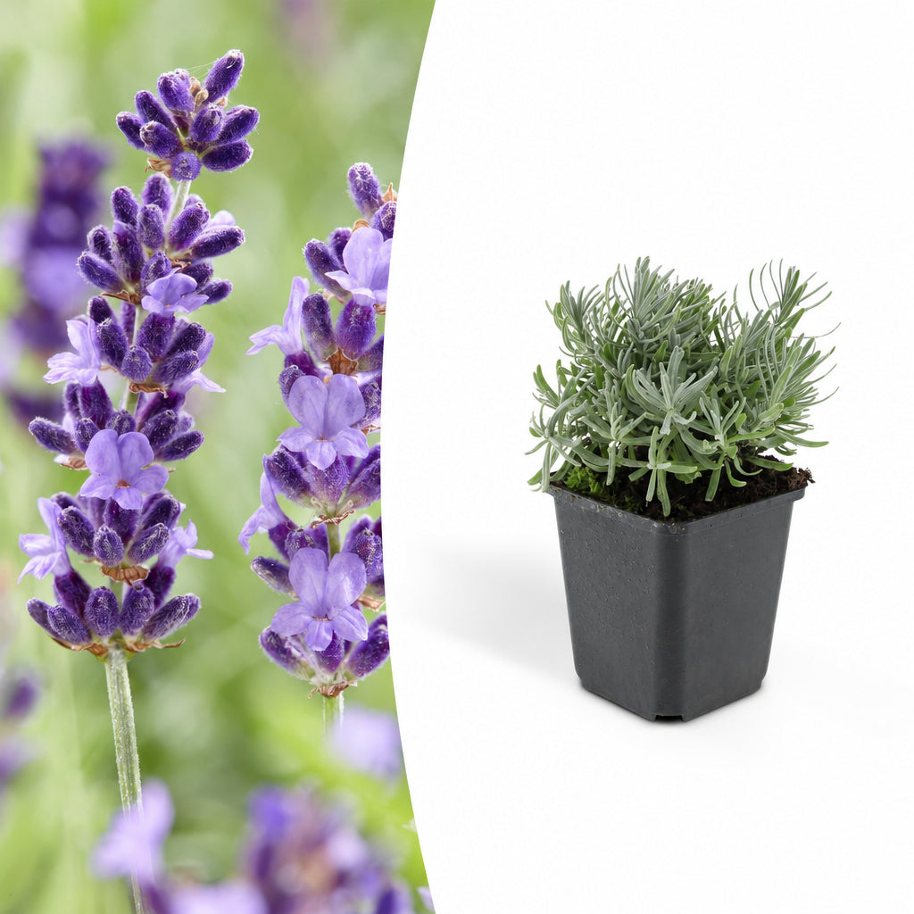 Lavandula 'Hidcote', plant in pot