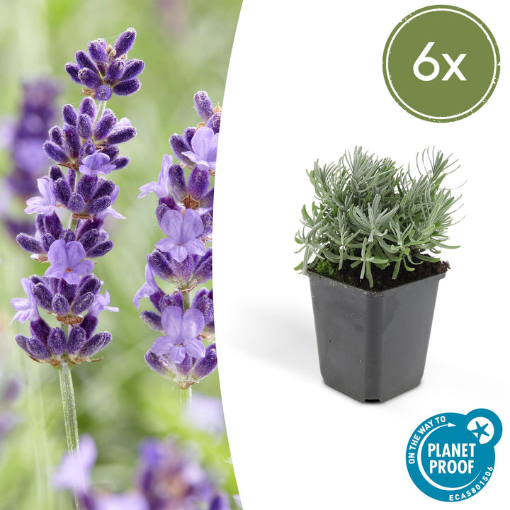 Lavandula &