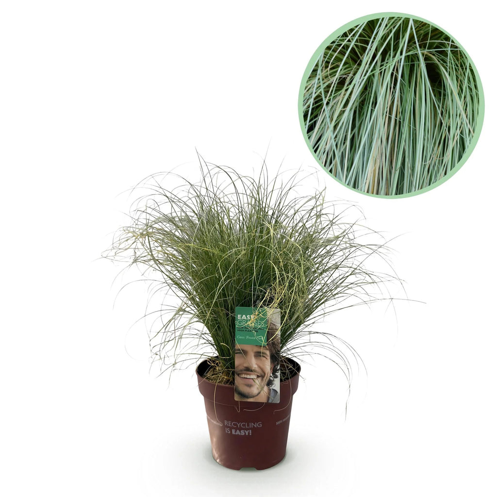 Carex comans Frosted Curls, 50 cm hoog, plant in pot