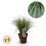 Carex comans Frosted Curls, 50 cm hoog