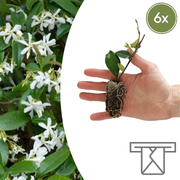 Sterjasmijn Trachelospermum jasminoides, geurig, 6 pluggen