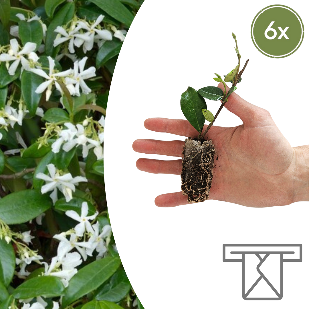 Sterjasmijn Trachelospermum jasminoides, geurig, 6 pluggen, kenmerkend blad