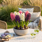 Hyacinth Pastel mix, kenmerkend blad
