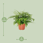 Asplenium Parvati, detail van het blad
