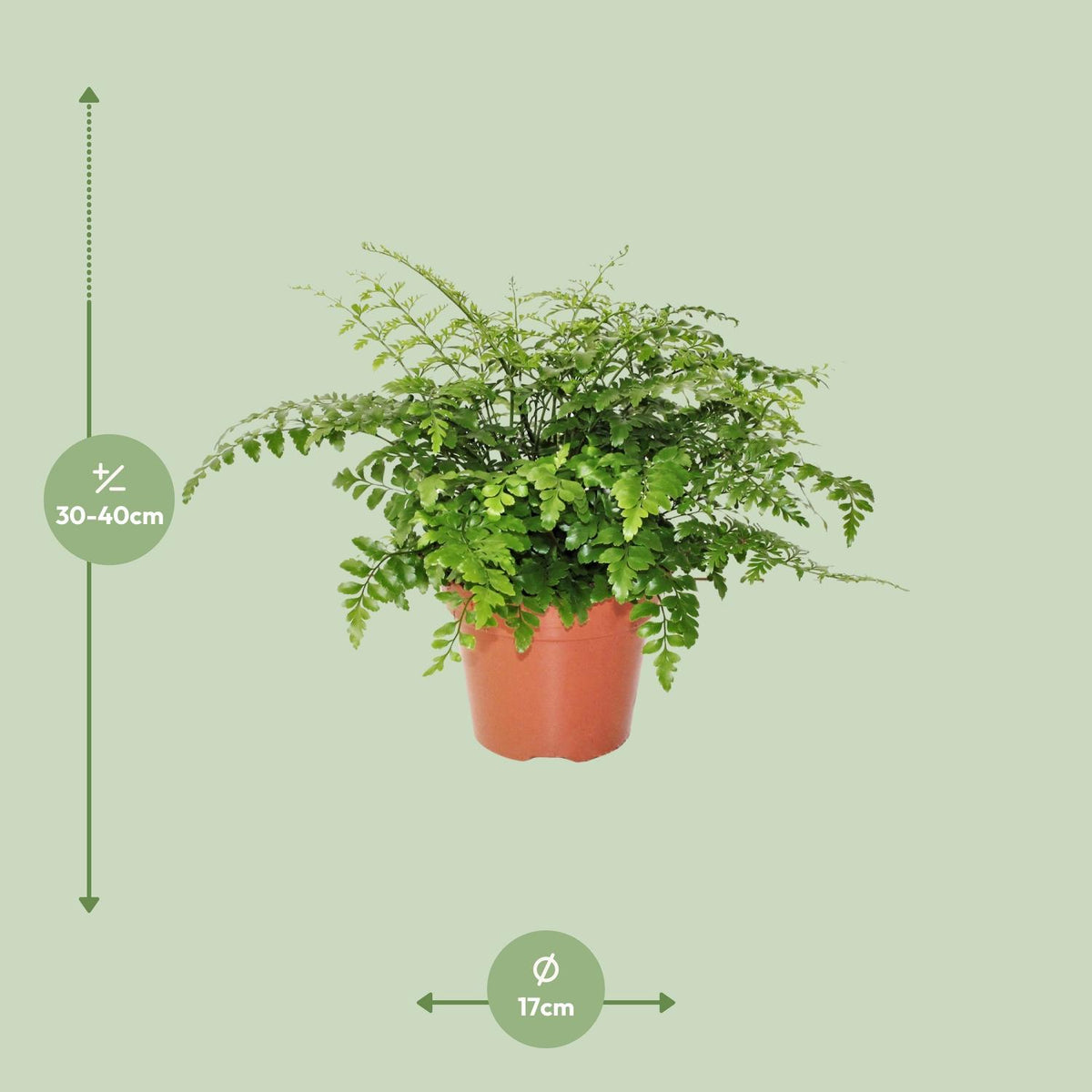 Asplenium Parvati, detail van het blad