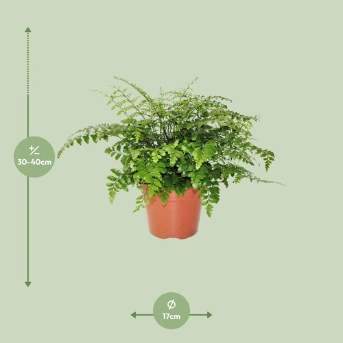 Asplenium Parvati, detail van het blad