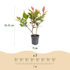 Photinia Little Red Robin, kenmerkend blad