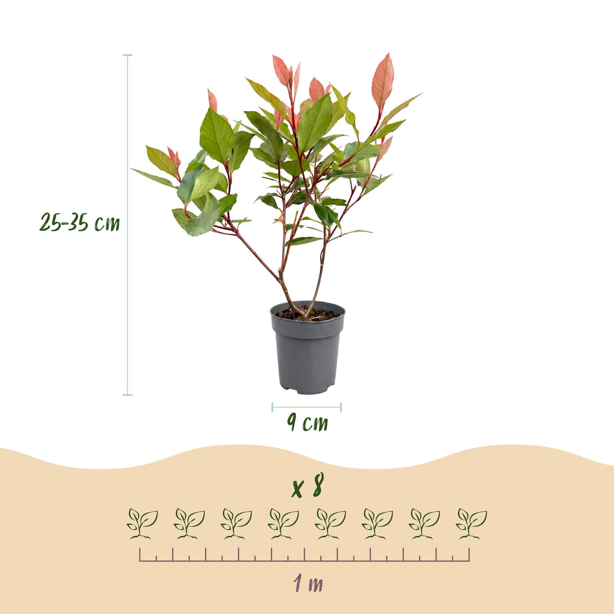 Photinia Little Red Robin, kenmerkend blad