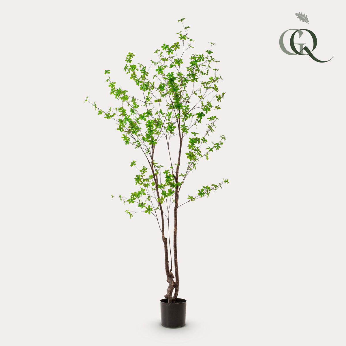 Productafbeelding van Pureplant