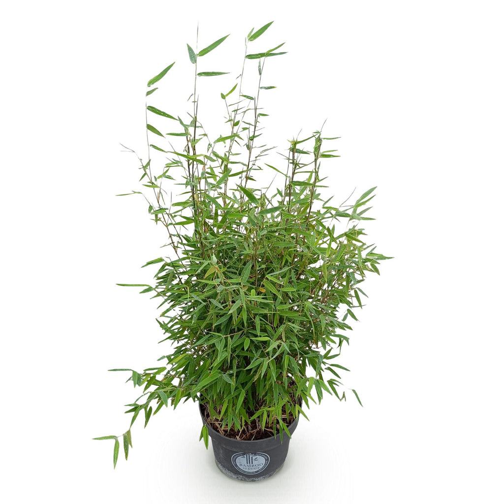 Fargesia nitida Red Dragon, niet-woekerende tuinbamboe, groene plant met kenmerkend blad
