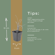 Hemerocallis &