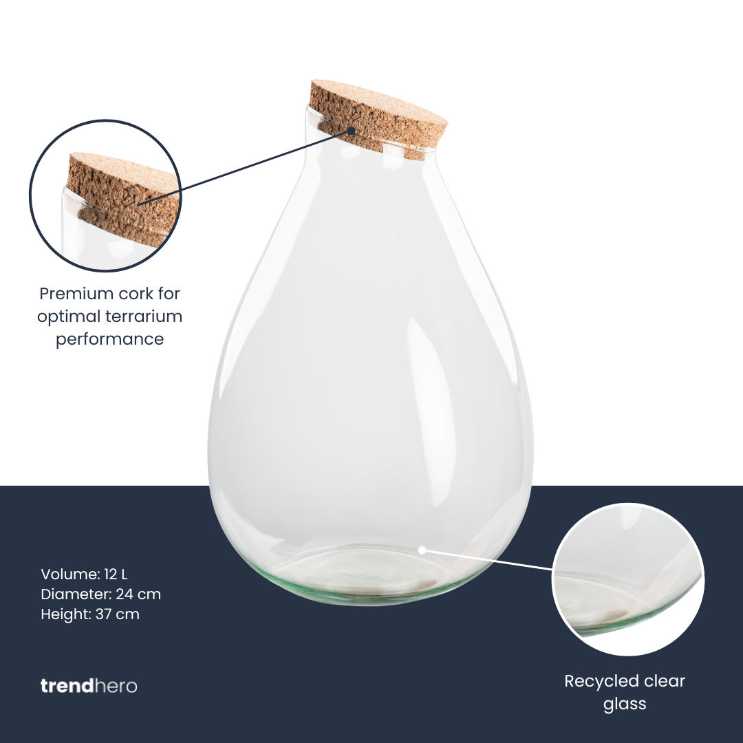 Terrarium fles met kurk - Drop XL, groeiwijze van de plant