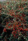 24x Cotoneaster suec. 'Coral Beauty'