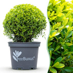 BetterBuxus Skylight, schimmelresistente buxusvervanger, pot 26 cm, compacte tuinplant