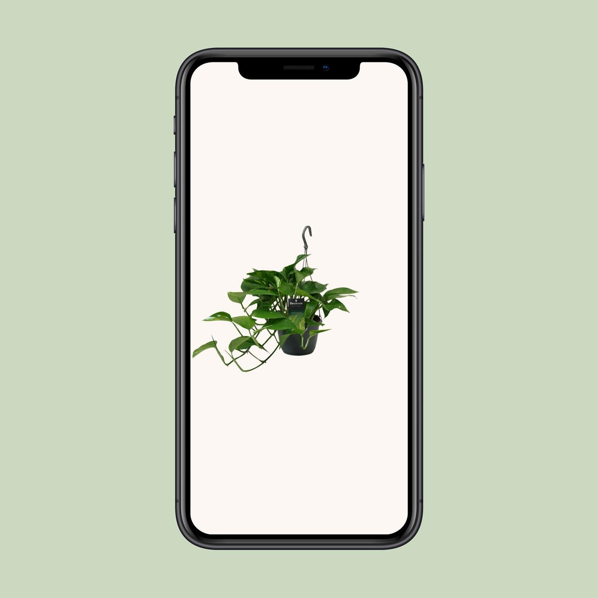 Detailfoto van Scindapsus (Epipremnum)