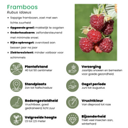 Zomervruchten, BIO fruitplanten mix van 4 soorten