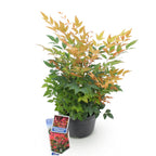 Nandina Gulfstream, kenmerkend blad