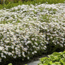 12x Aster ageratoides 'Ashvi'