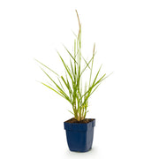 Pennisetum or. Fairy Tales - Lampenpoetsergras - Met Pluim