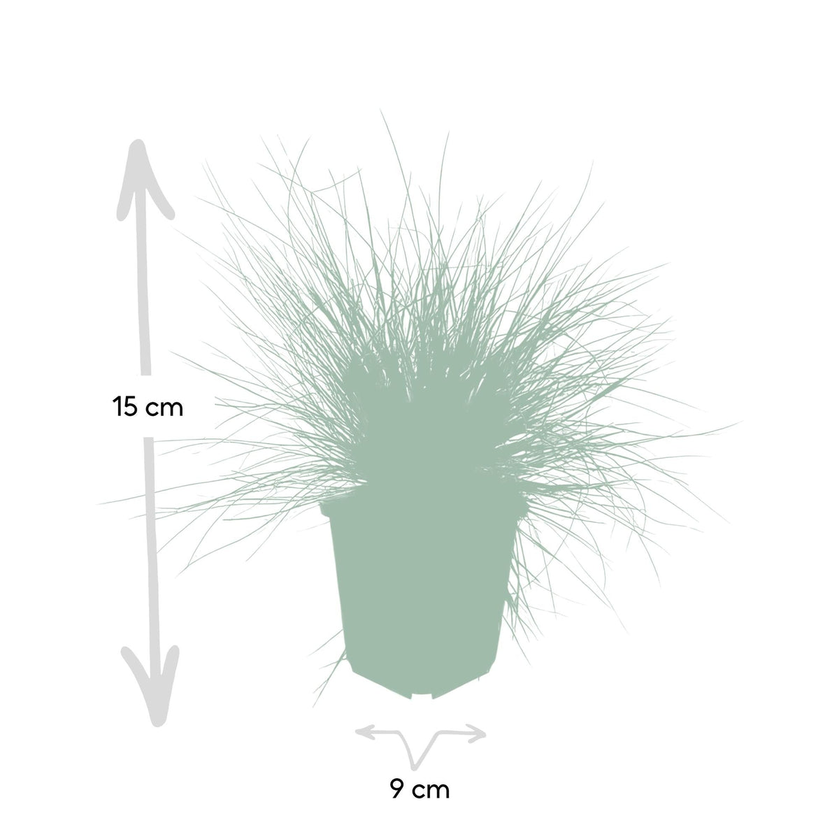 Festuca glauca 'Elijah Bleu', groene bladeren