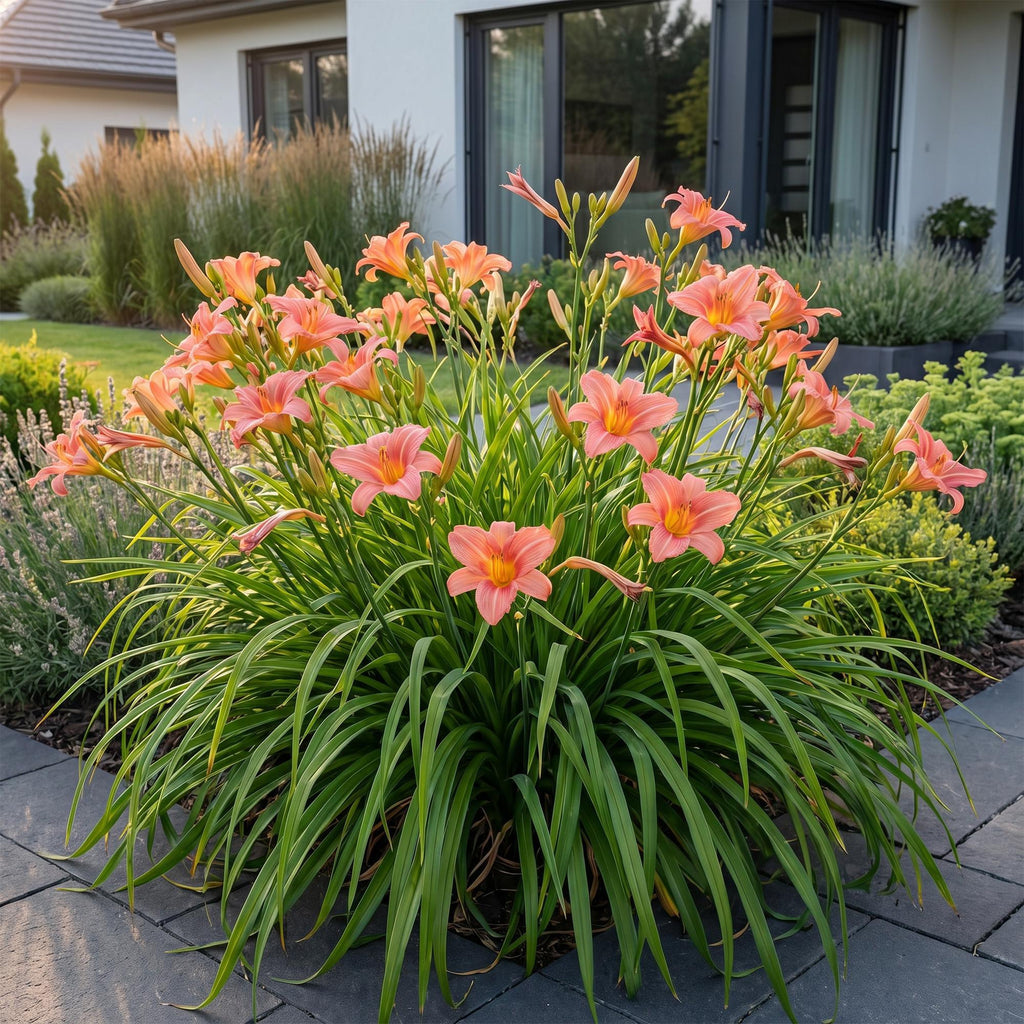 Daglelie Pink Damask, plant voor binnen