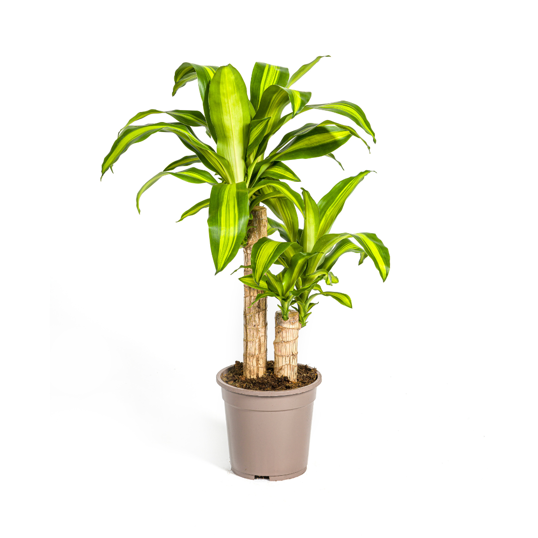 Dracaena Fragrans Massangeana, plant in pot