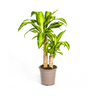 Dracaena Fragrans Massangeana
