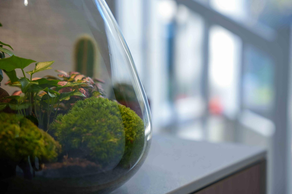 'Love Mom' terrarium Sam met gegraveerde kurk en licht, kenmerkend blad