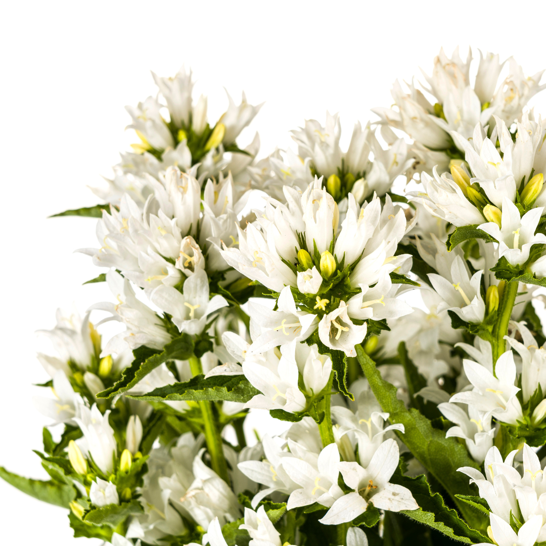Campanula Glomerata Genti White, detail van het blad