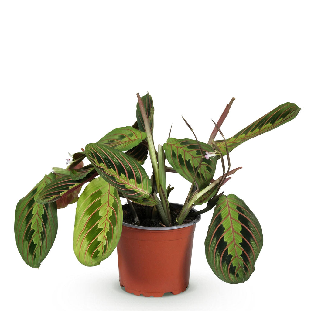 Maranta Fascinator Tricolour, groeiwijze van de plant