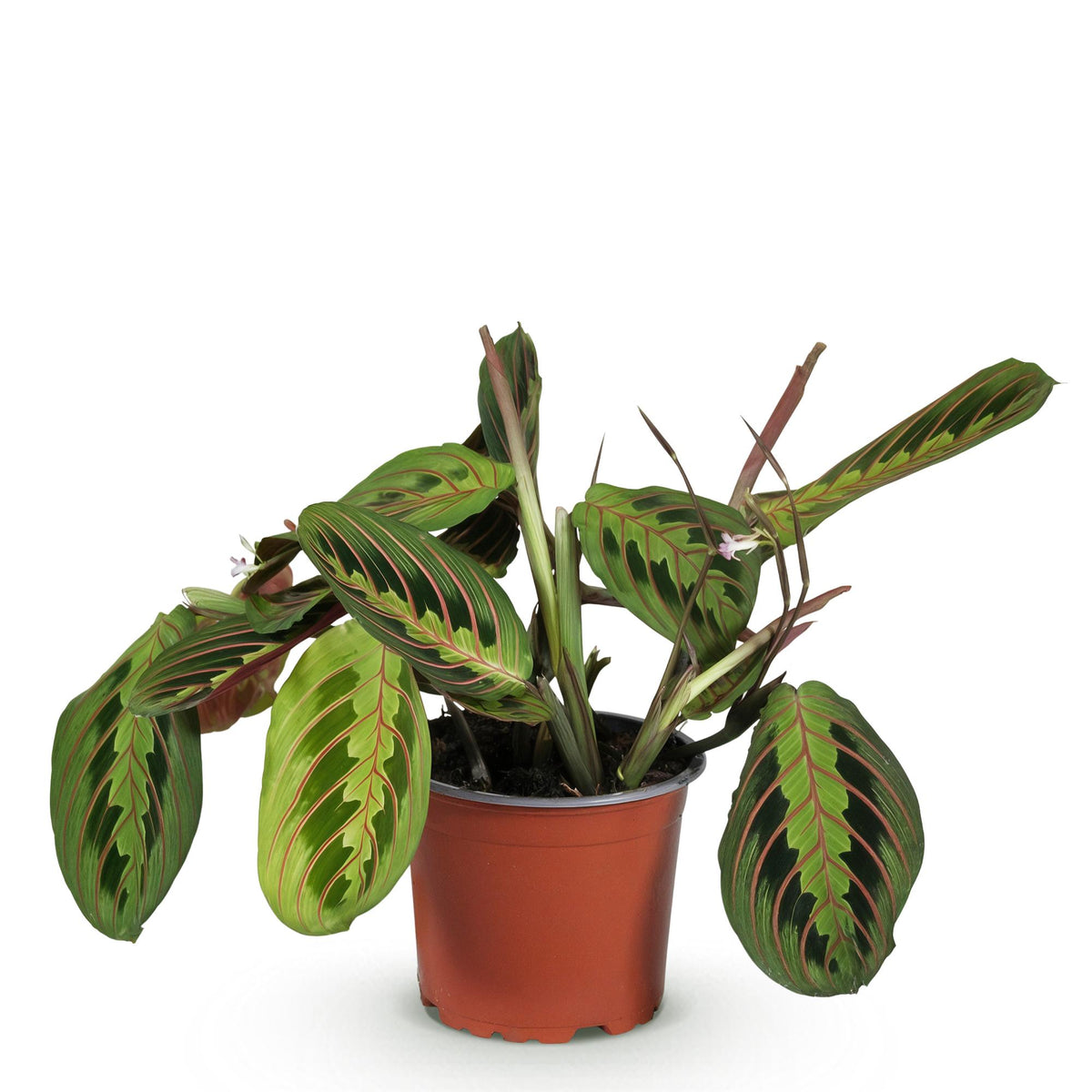 Maranta Fascinator Tricolour, groeiwijze van de plant
