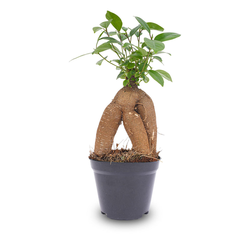 Ficus microcarpa 'Ginseng', bonsai met dikke wortelstam, groeiwijze van de plant