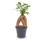 Ficus microcarpa 'Ginseng', bonsai met dikke wortelstam, groeiwijze van de plant