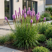 Liatris spicata - Lampenkruid - Paars - 6 Planten
