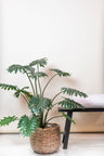 Kunstplant - Philodendron