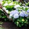 Hortensia Hydrangea Forever & Ever blauw