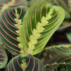 Maranta Fascinator Tricolour met grijze pot, groeiwijze