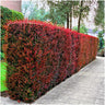 1 meter Rode Berberis haag - Berberis Thunbergii 'Atropurpurea' - Set van 6 haagplanten - Bladverliezende haag